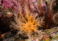 Cucumaria miniata (Orange Sea Cucumber)