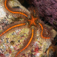 Ophiothrix spiculata (Spiny Brittle Star)