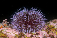 Strongylocentrotus purpuratus (Purple Sea Urchin)