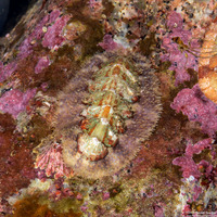 Mopalia spectabilis (Red-Flecked Mopalia)