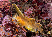 Nautichthys oculofasciatus (Sailfin Sculpin)