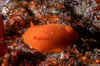 Aldisa sanguinea (Red Aldisa)