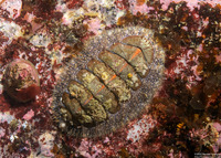Mopalia lignosa (Woody Chiton)