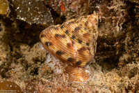 Calliostoma gloriosum (Glorious Top Snail)