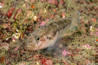 Rhinogobiops nicholsii (Blackeye Goby)
