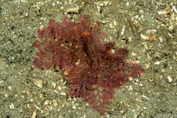 Pterothamnion villosum (Pterothamnion Villosum)