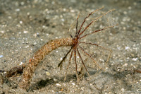 Praxillura maculata (Windmill Worm)