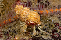 Pagurus beringanus (Bering Hermit Crab)