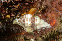 Kelletia kelletii (Kellet's Whelk)