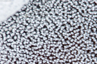 Berthella chacei (White Berthella)