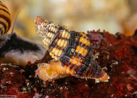 Hesperaptyxis luteopictus (Painted Spindle)