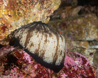 Megathura crenulata (Giant Keyhole Limpet)