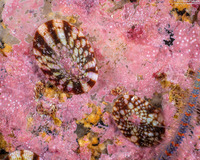 Testudinalia testudinalis (Common Tortoiseshell Limpet)