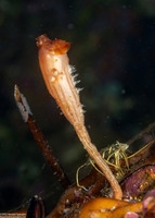 Styela montereyensis (Stalked Tunicate)
