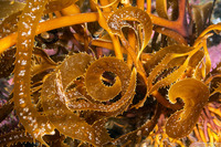 Macrocystis pyrifera (Giant Kelp)