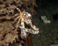 Scyra acutifrons (Sharpnose Crab)