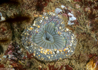 Anthopleura sola (Sunburst Anemone)