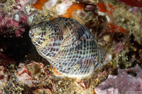 Acanthinucella spirata (Angled Unicorn)