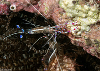 Ancylomenes pedersoni (Pederson Cleaner Shrimp)