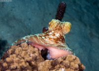 Octopus briareus (Caribbean Reef Octopus)