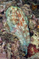 Octopus briareus (Caribbean Reef Octopus)
