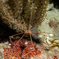 Stenorhynchus seticornis (Yellowline Arrow Crab)