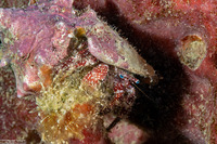 Paguristes puncticeps (Whitespeckled Hermit Crab)