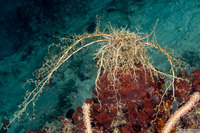 Astrophyton muricatum (Giant Basket Star)