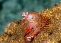 Spirobranchus giganteus (Christmas Tree Worm)