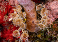 Bispira brunnea (Social Feather Duster)