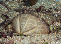 Meoma ventricosa (Red Heart Urchin)