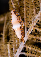Cyphoma gibbosum (Flamingo Tongue)