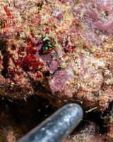 Thuridilla picta (Painted Elysia)