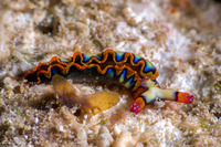 Thuridilla picta (Painted Elysia)