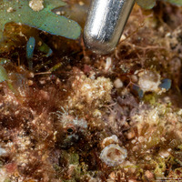 Acanthemblemaria aspera (Roughhead Blenny)
