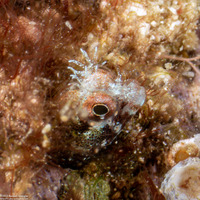 Acanthemblemaria aspera (Roughhead Blenny)