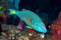 Sparisoma viride (Stoplight Parrotfish)