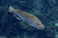 Lutjanus cyanopterus (Cubera Snapper)