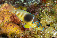 Hypoplectrus puella (Barred Hamlet)