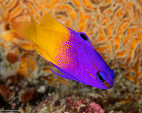 Gramma loreto (Fairy Basslet)