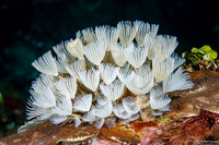 Bispira brunnea (Social Feather Duster)
