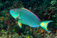 Sparisoma viride (Stoplight Parrotfish)