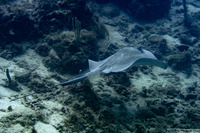 Hypanus americanus (Southern Stingray)