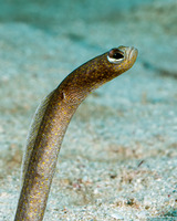Heteroconger longissimus (Brown Garden Eel)