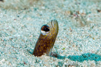 Heteroconger longissimus (Brown Garden Eel)