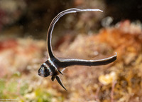 Equetas punctatus (Spotted Drum)