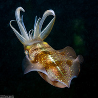 Sepioteuthis sepioidea (Caribbean Reef Squid)