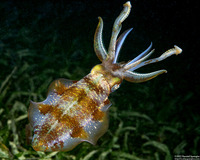 Sepioteuthis sepioidea (Caribbean Reef Squid)