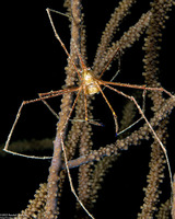 Stenorhynchus seticornis (Yellowline Arrow Crab)