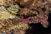 Ophioderma appressum (Banded Arm Brittle Star)